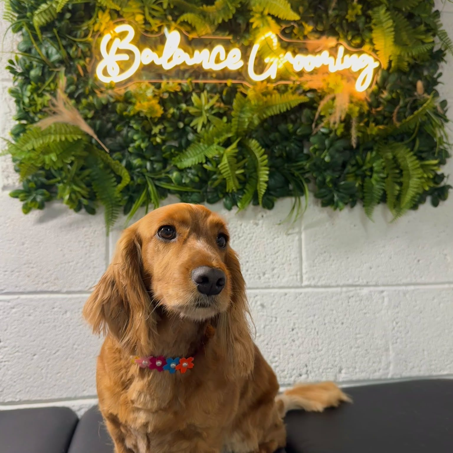 balance_grooming_limerick_longhaired_daschund